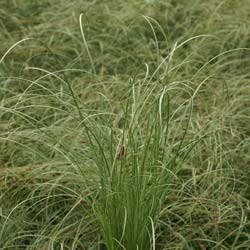 Carex 'Frosted Curls'